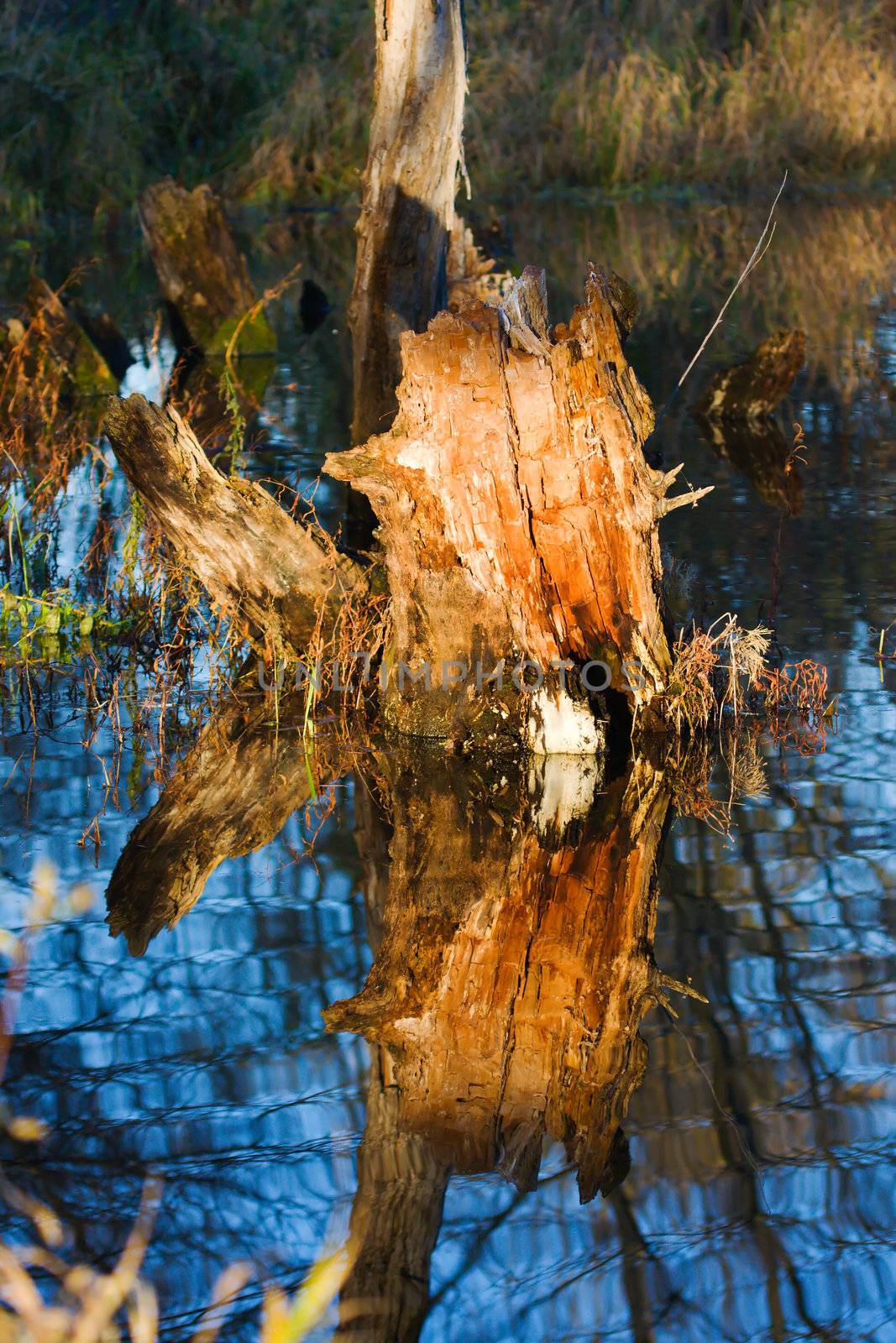 Stump in a Swamp. by Coffee999