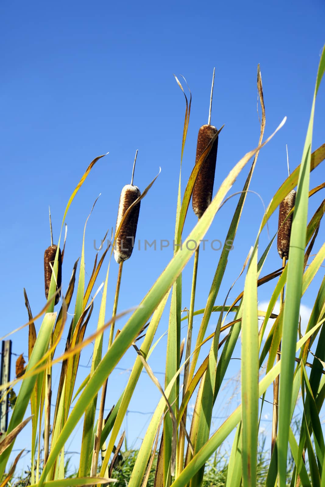 Beautiful green cattails against bright blue sky vertical.