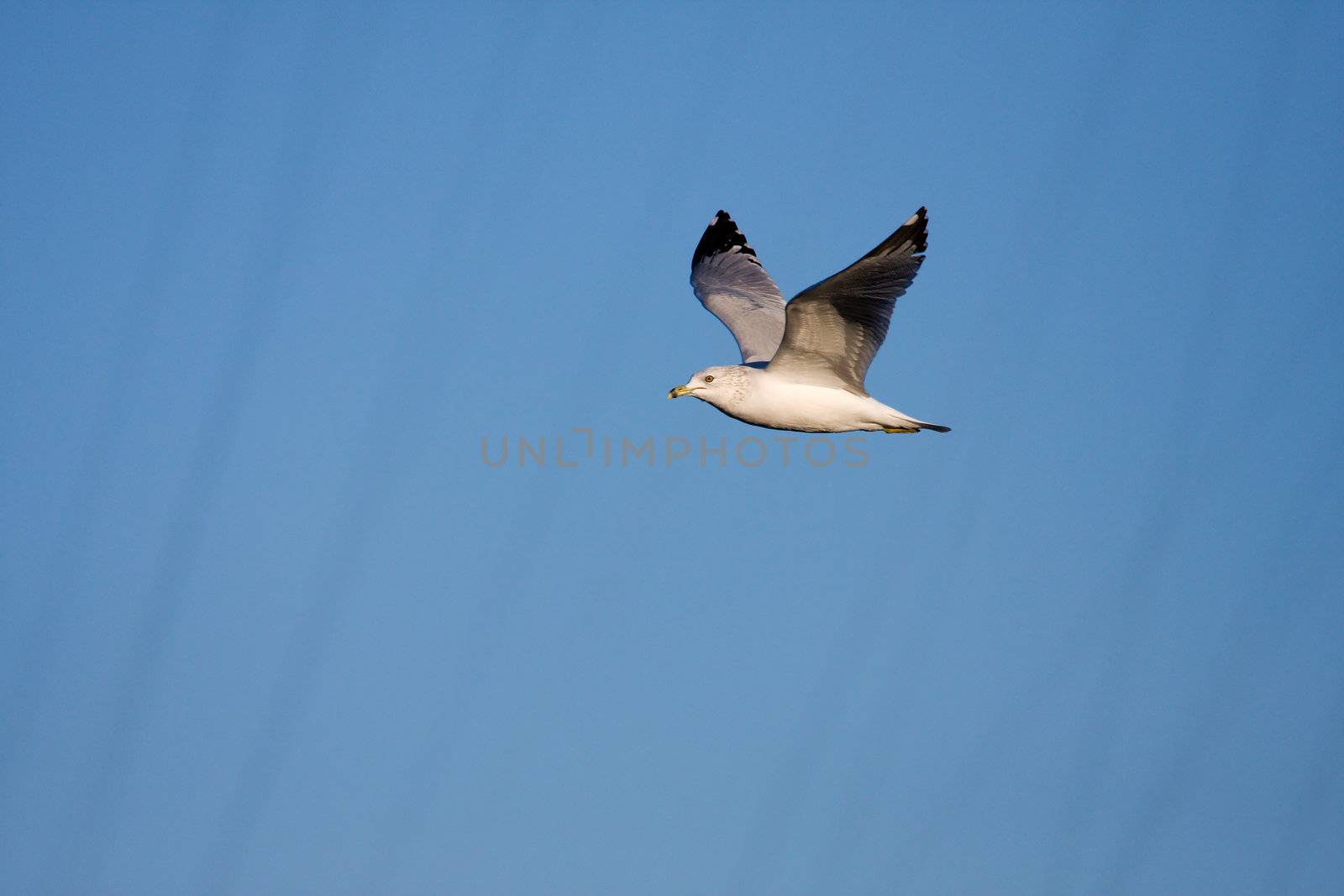 Seagull in flight. by Coffee999