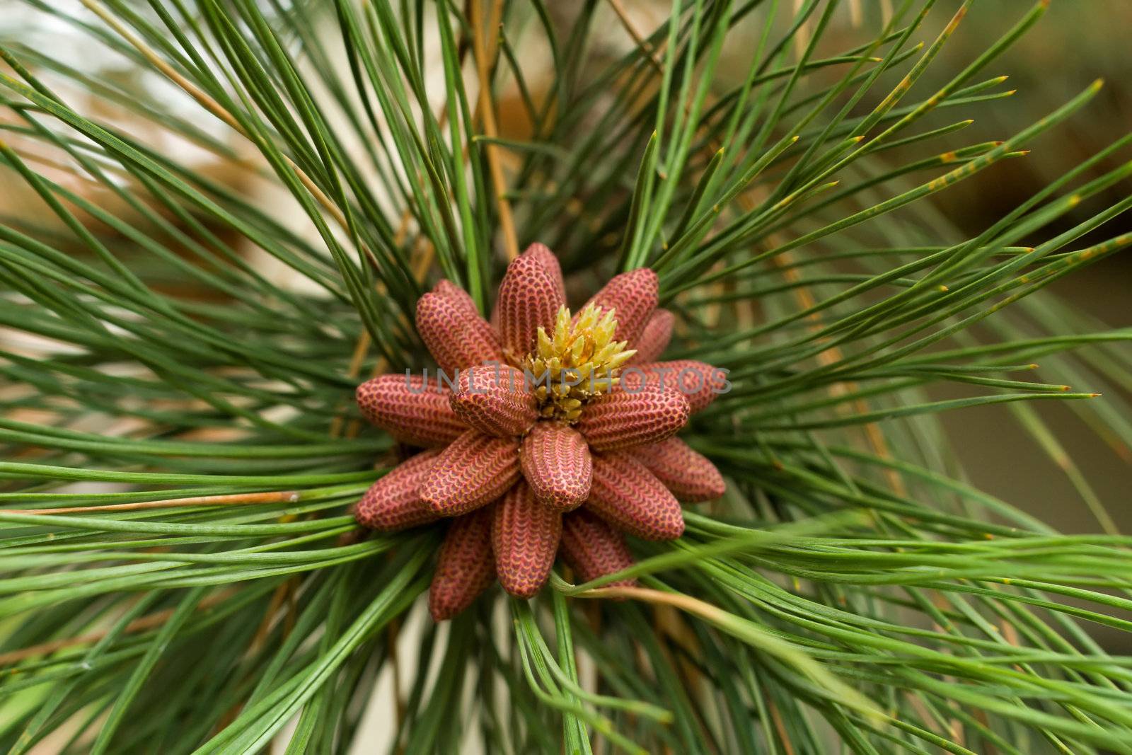 Birth on some pine cones by Coffee999