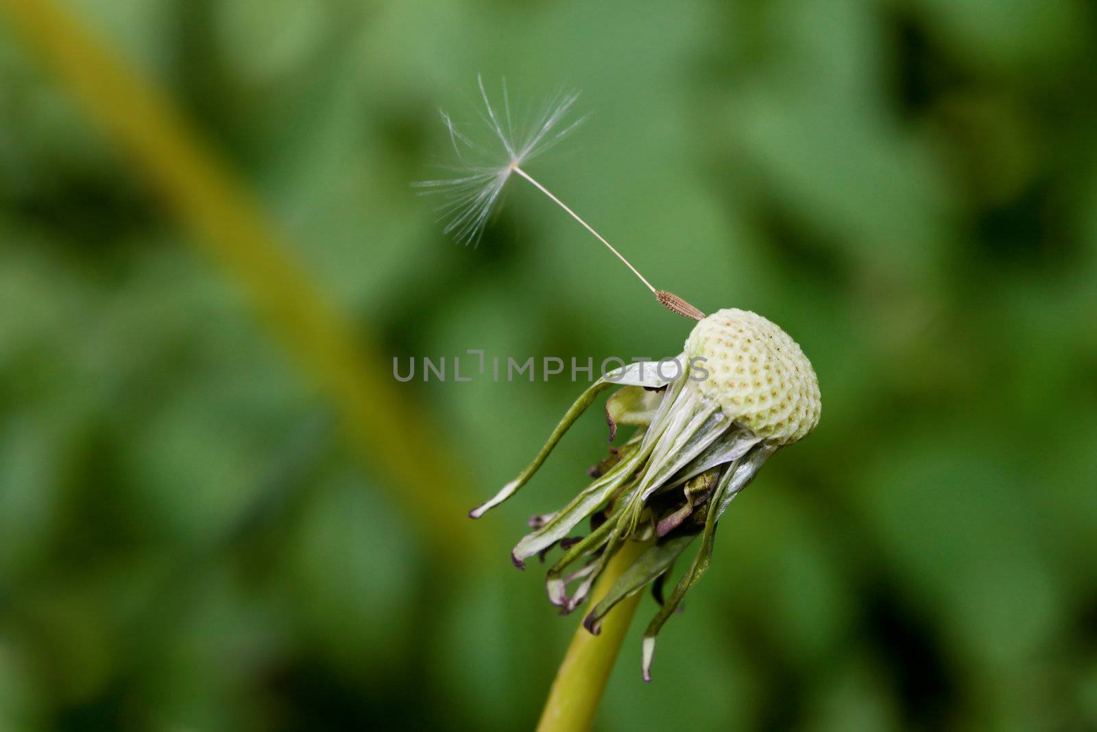 A Dandelion with one single seed left.