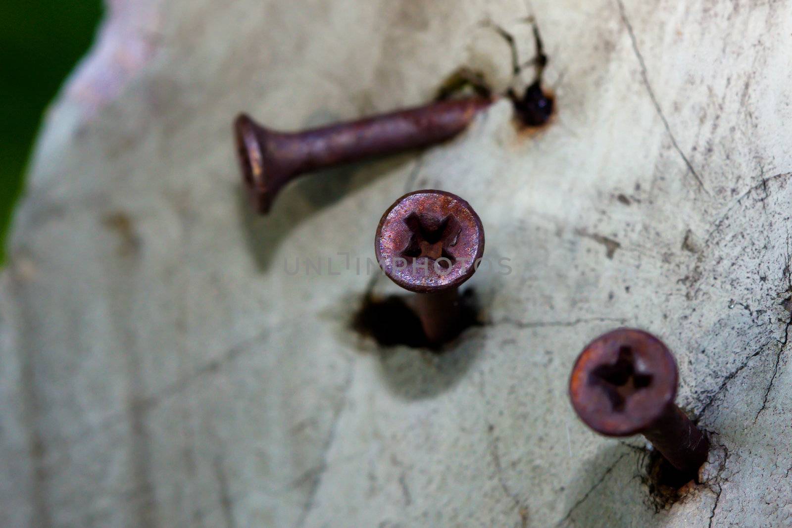 Rusty Philips screws in a log by Coffee999