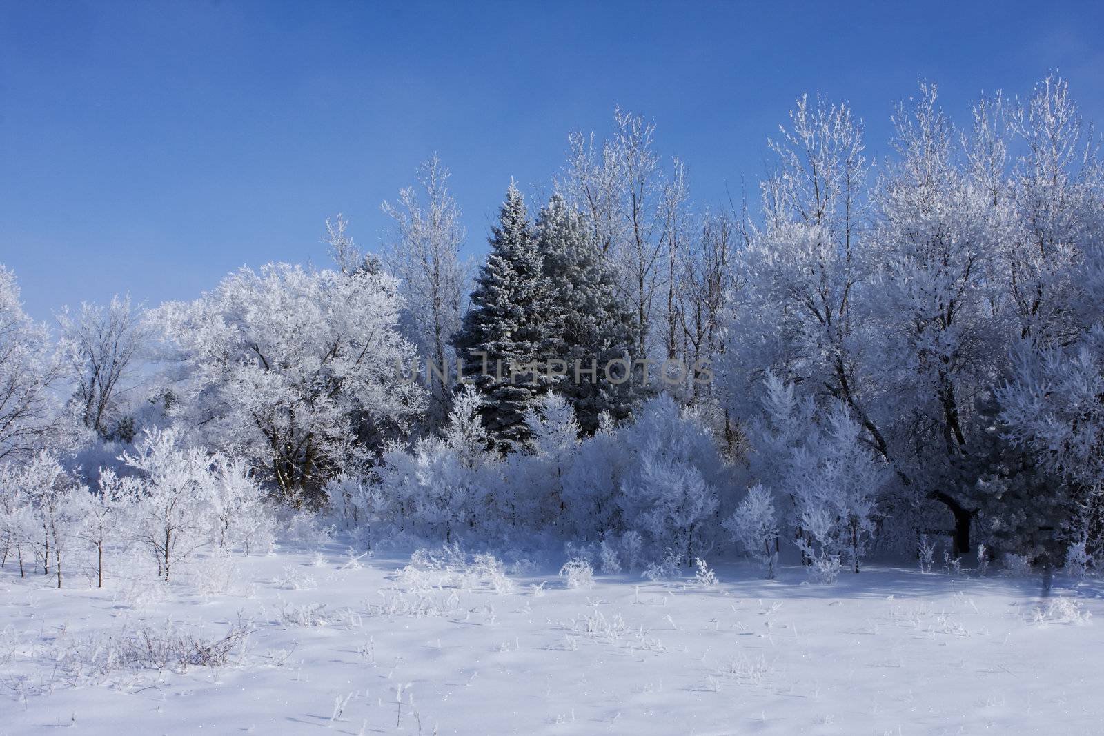 A thin layer of fresh snow covers the trees making a beautiful winter scene.