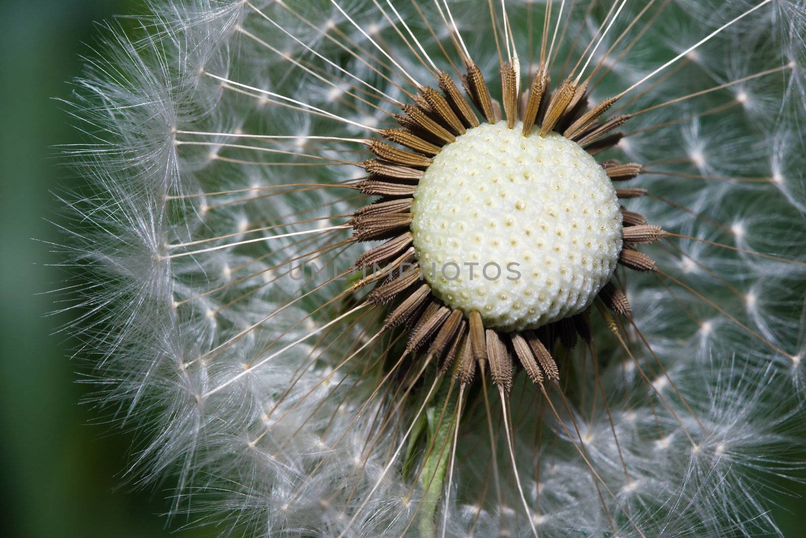 Close up macro of dandelion seeds ready to take flight.