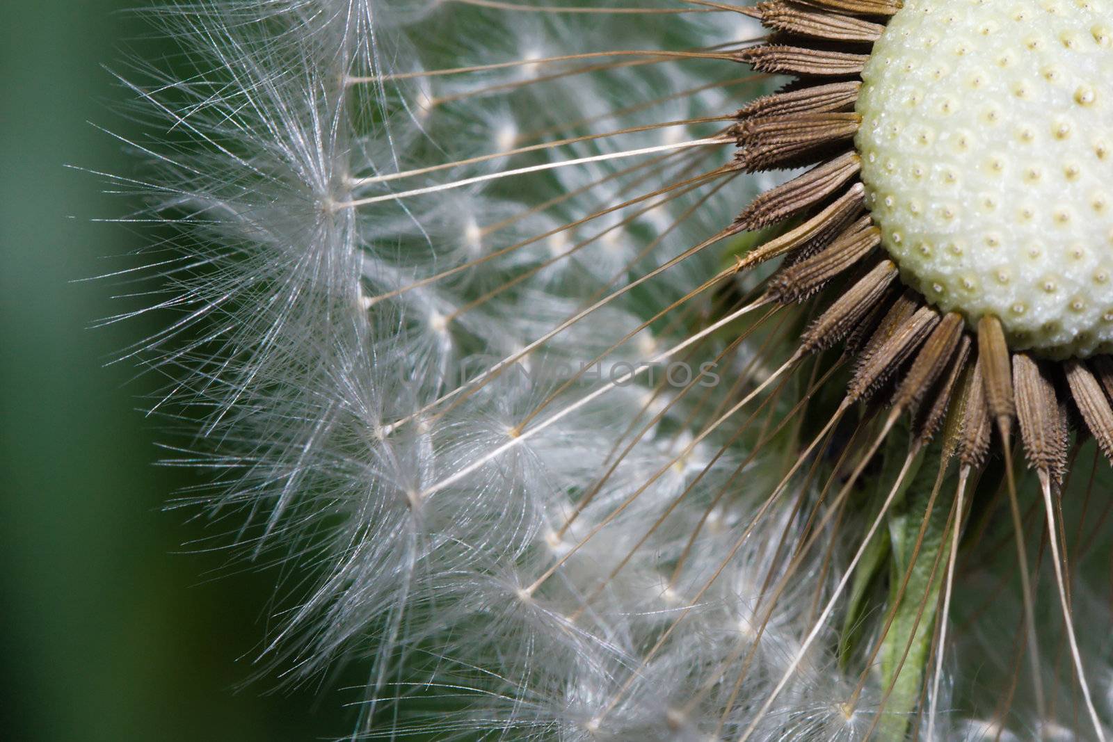 Close up macro of dandelion seeds ready to take flight.
