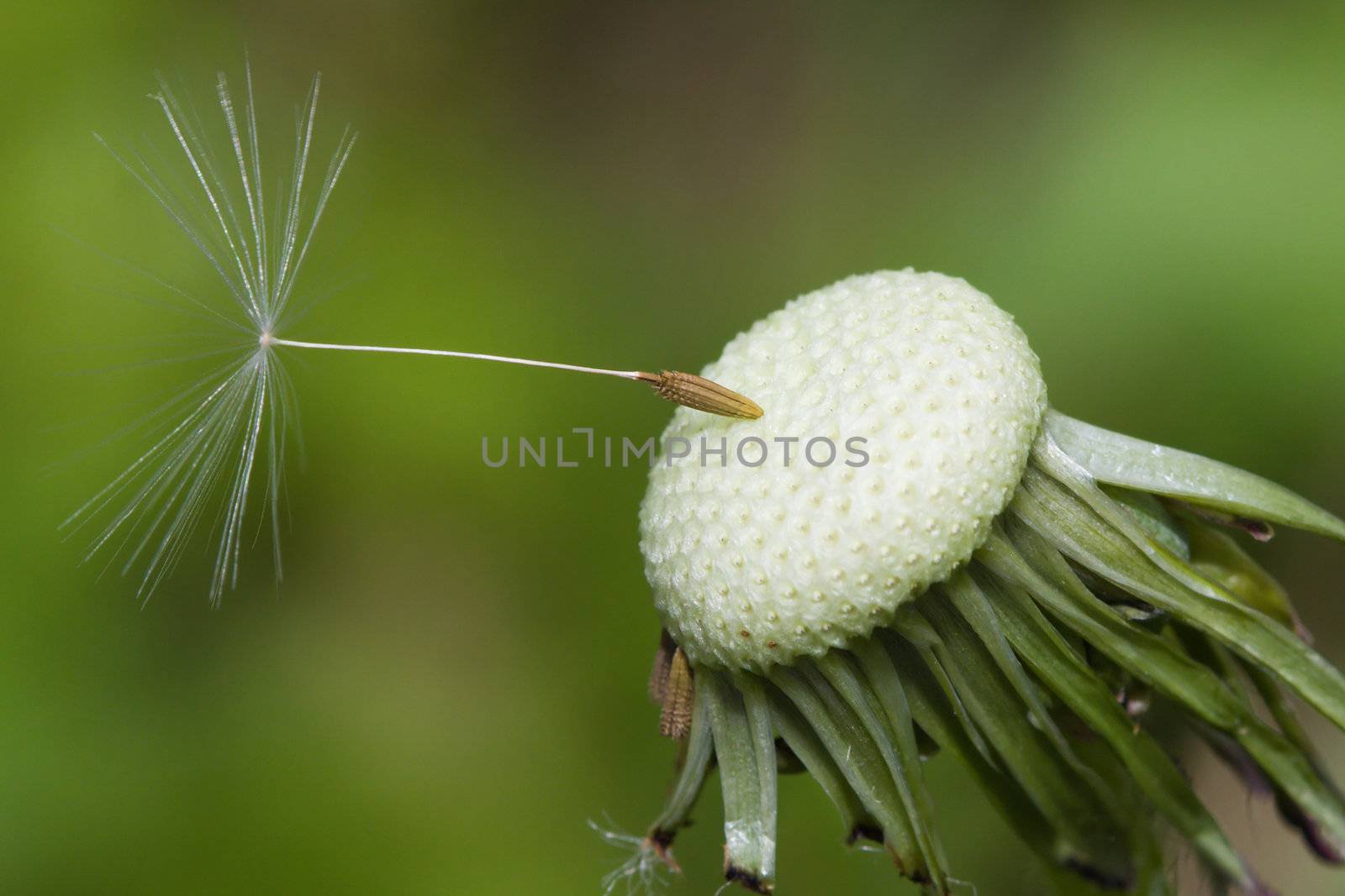 Close up of a spent Dandelion by Coffee999