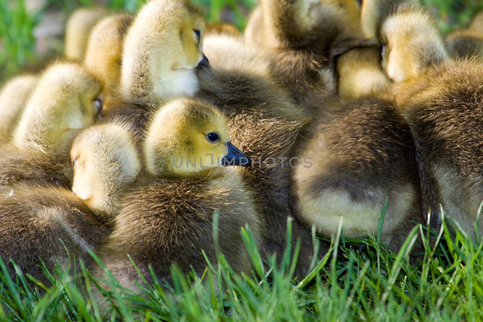 A group of Canadian goslings