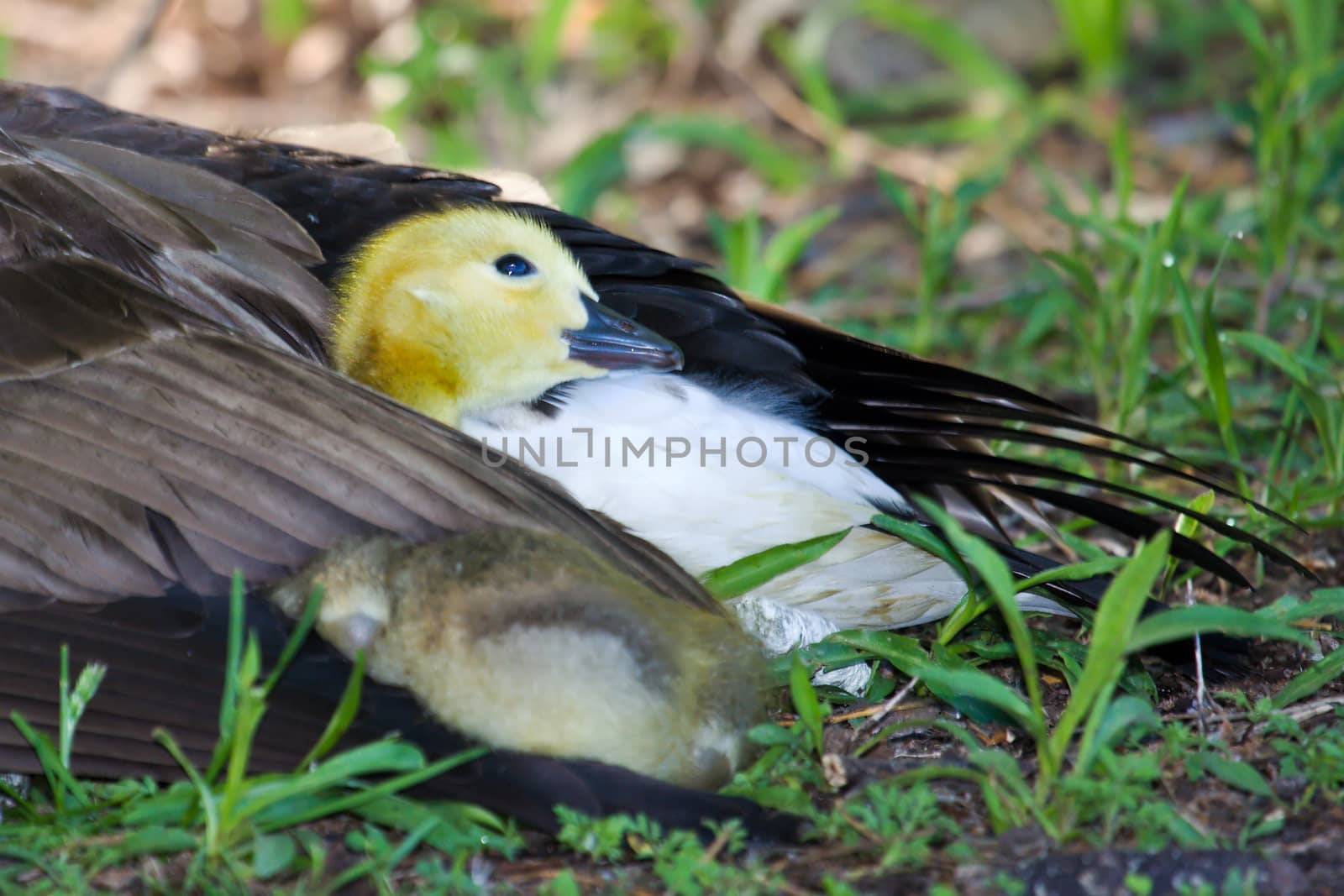 A Canadian gosling snuggling in for a rest.