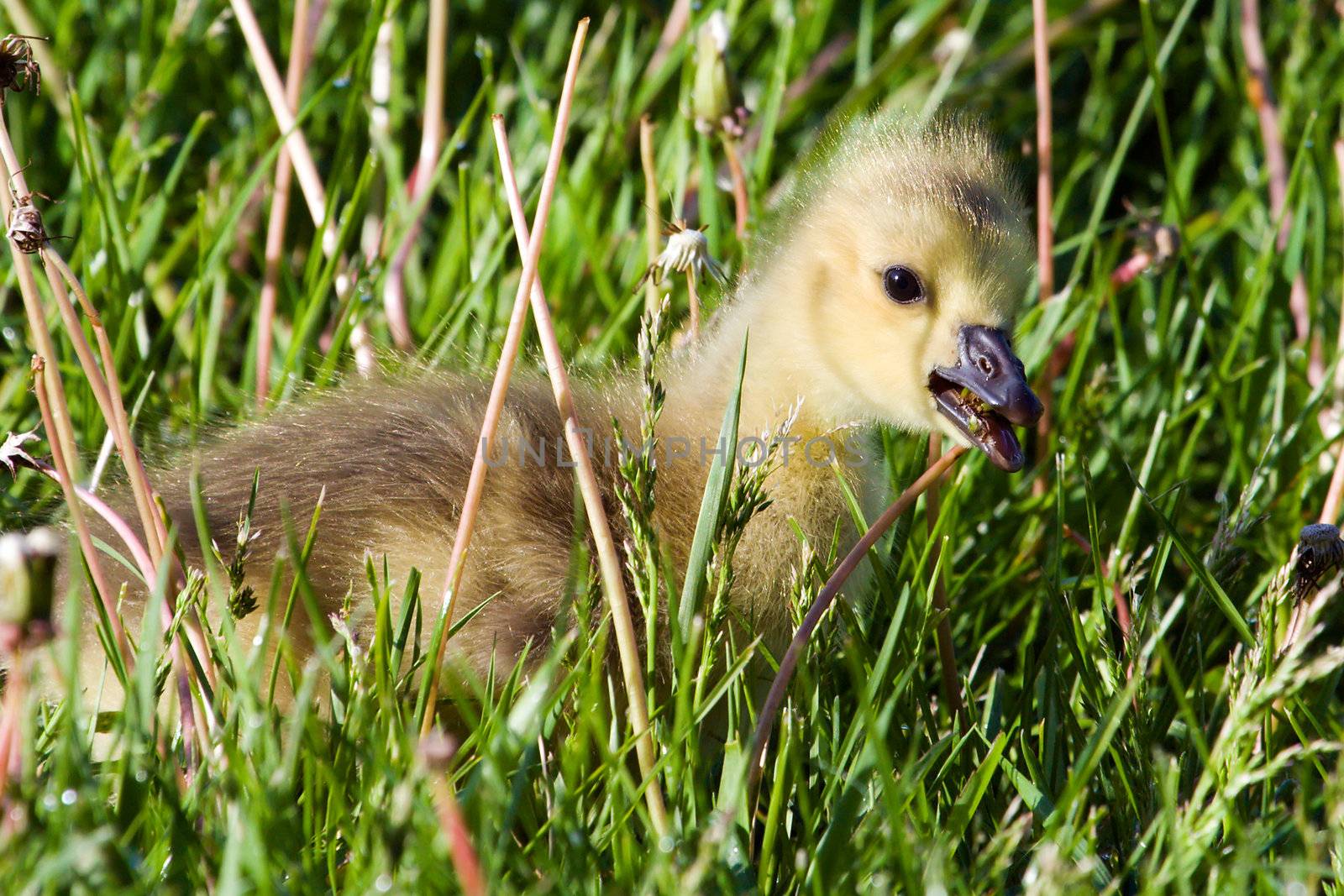 Portrait of a gosling eating a dandelion by Coffee999