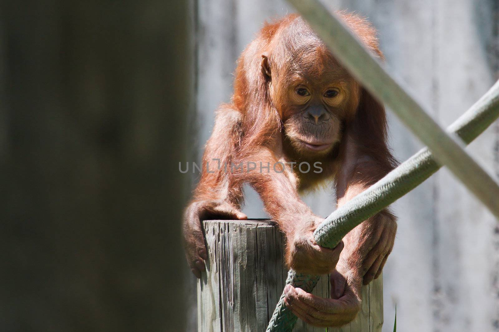 cute baby orangutan playing and Climbing outside.