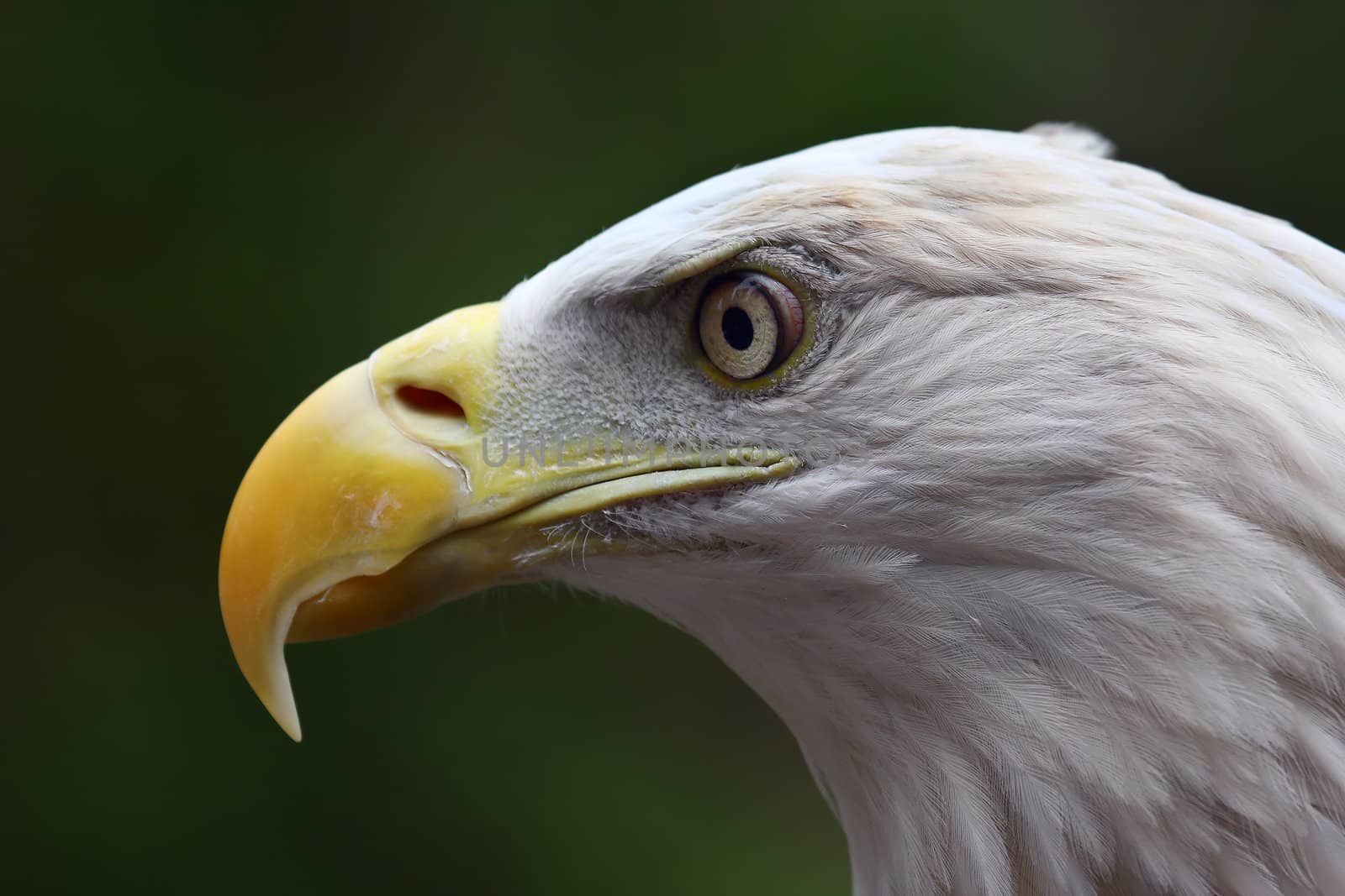 Close up head shot of an American Bald Eagle.