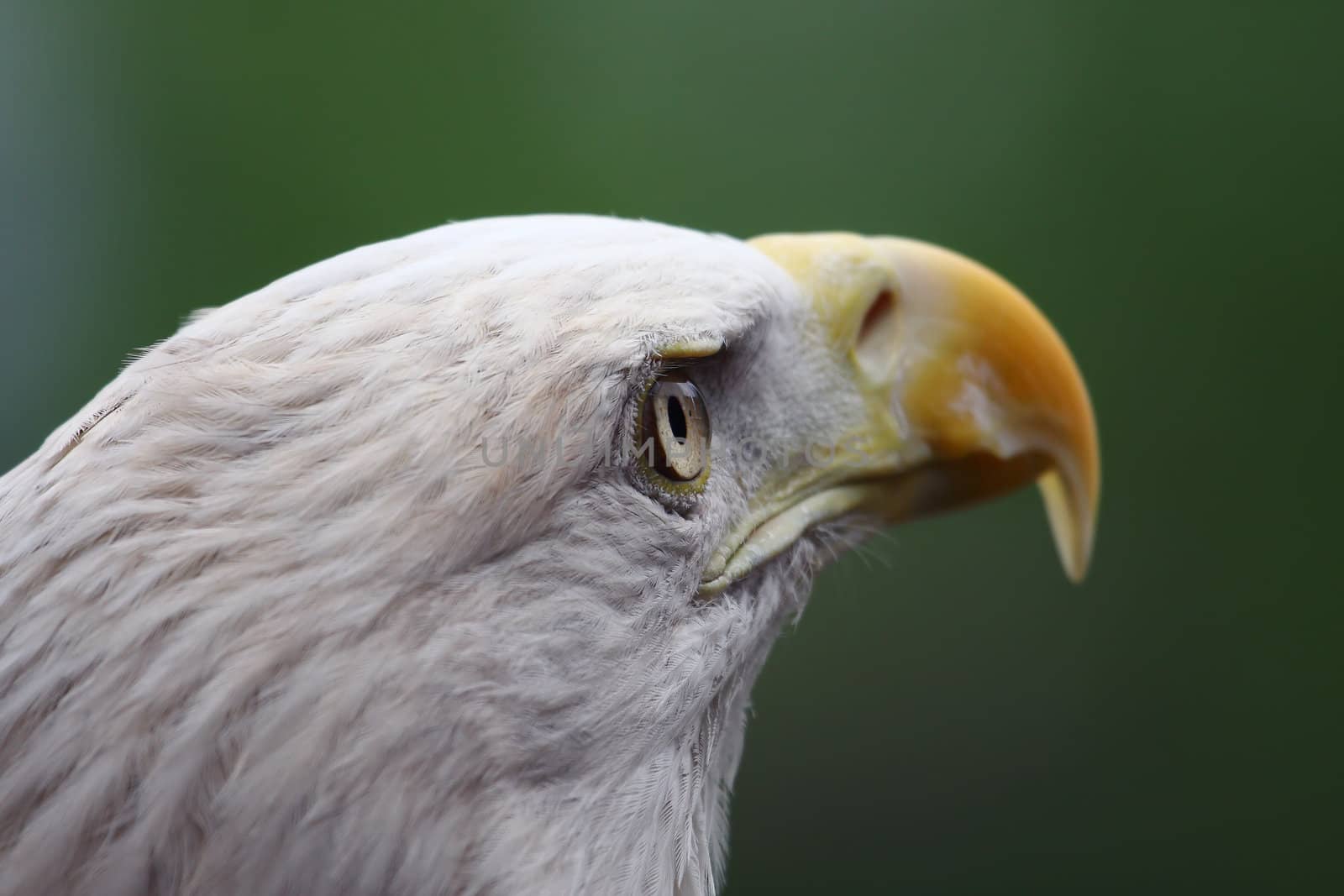Close up head shot of an American Bald Eagle.
