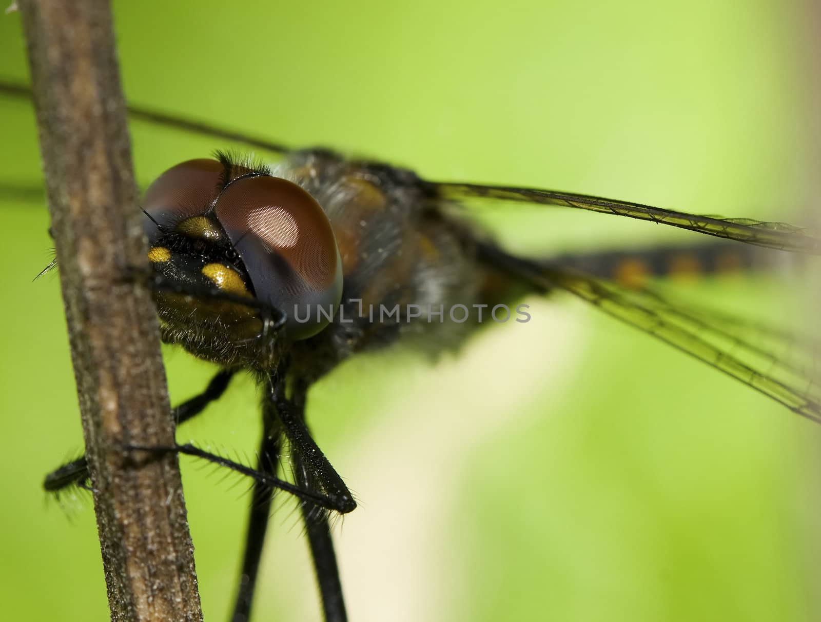 Close up of a common darter dragonfly by Coffee999