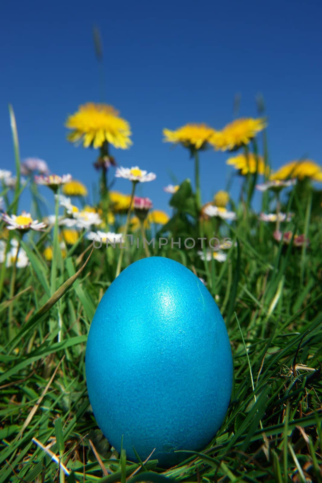 colorful Easter egg in the fresh  spring meadow