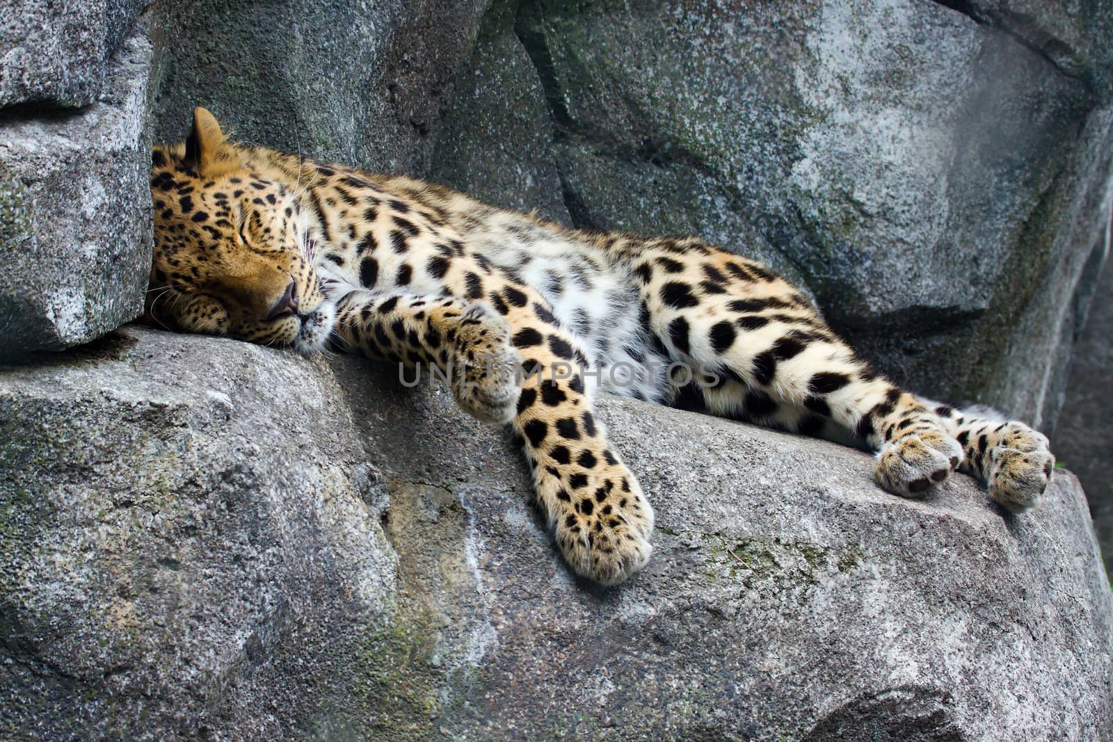 An Amur Leopard gets some rest on a rock.