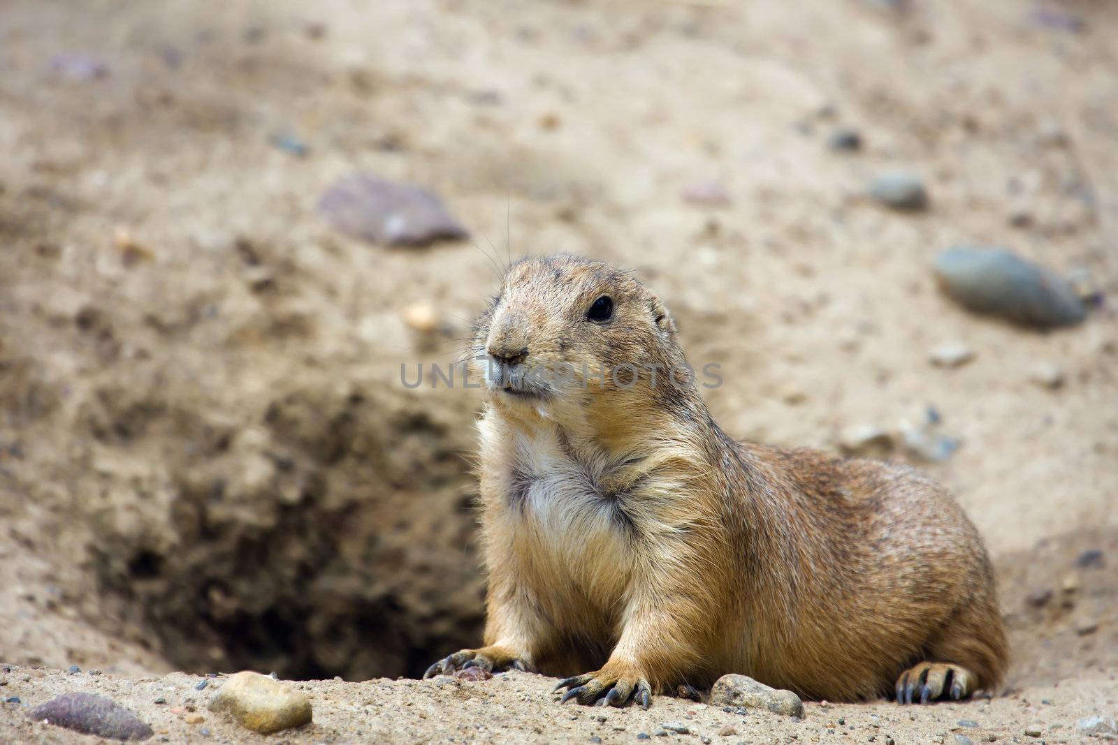 Prairie dog  standing at attention by it's den.