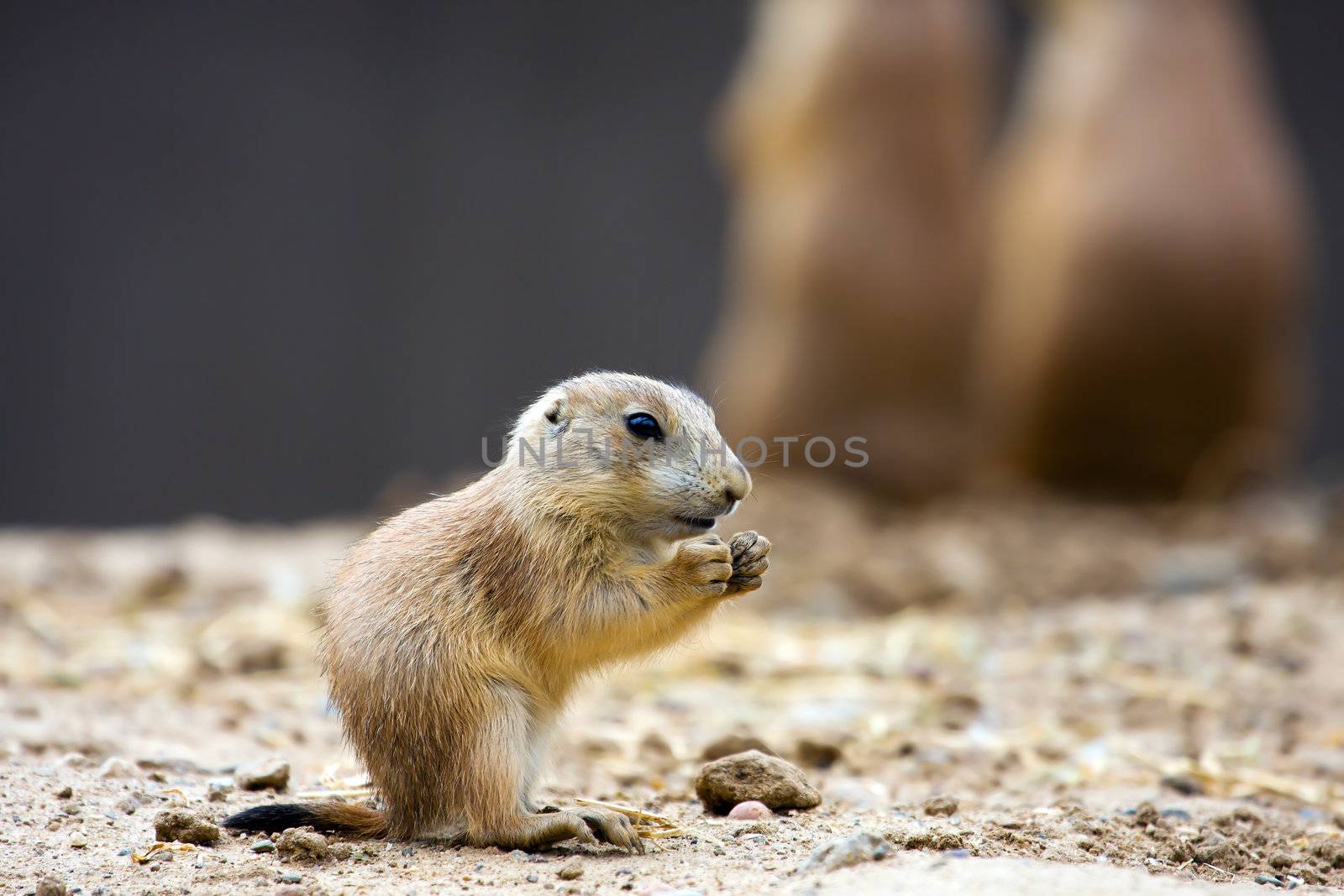 Prairie dog eating stopping for a snack.