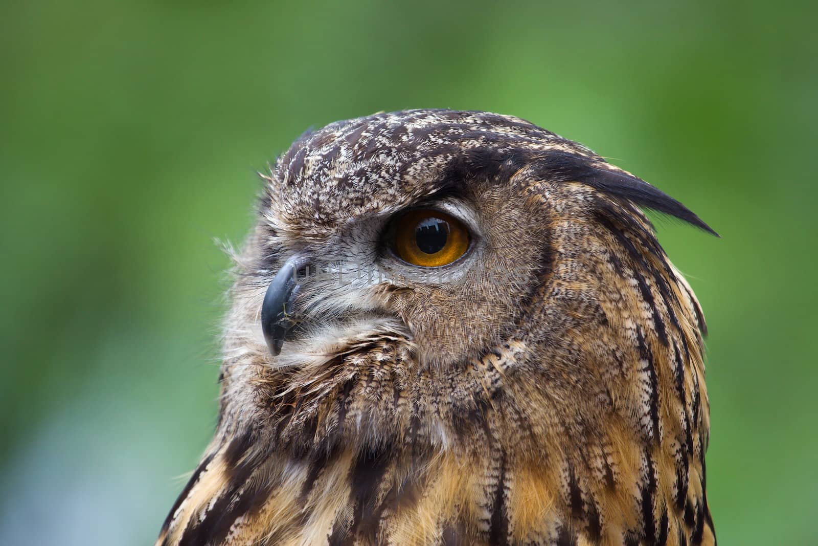 Great Horned Owl Close Up by Coffee999