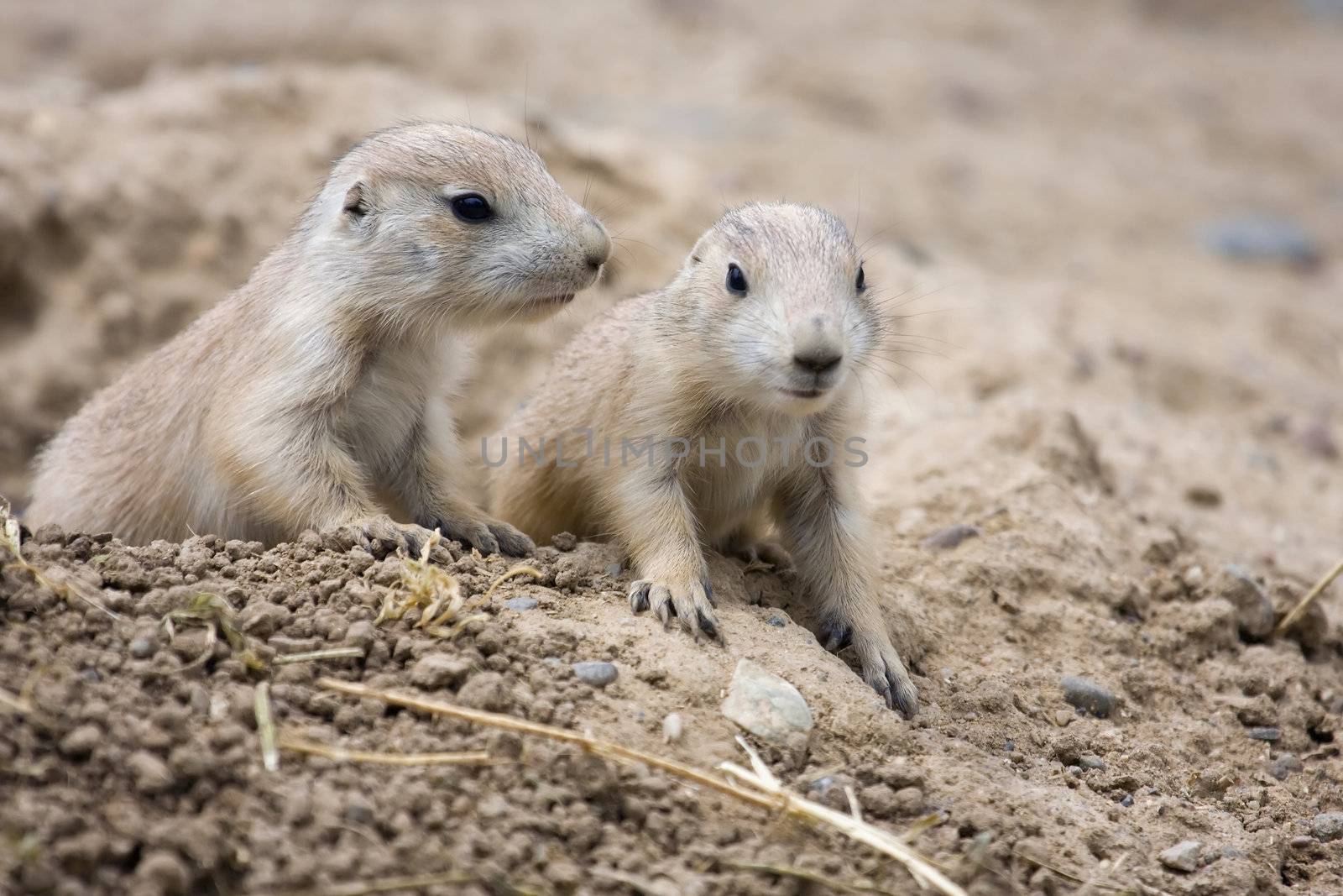 Prairie Dogs by Coffee999