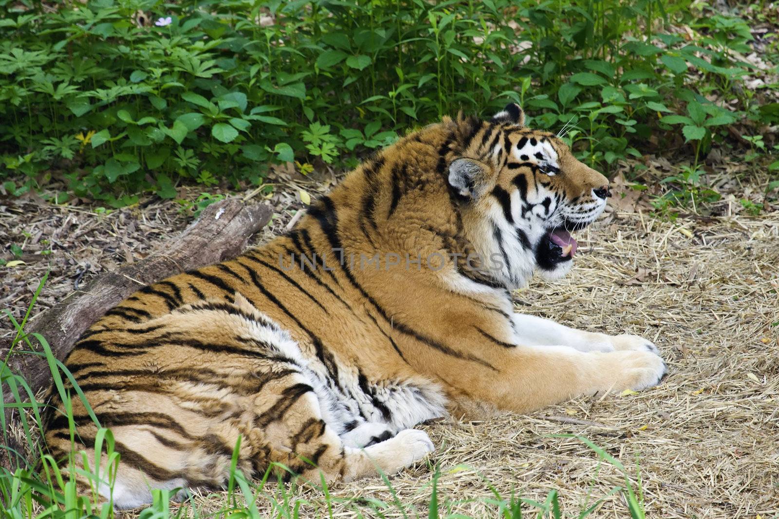 Bengal Tiger lays down to catch it's breath.