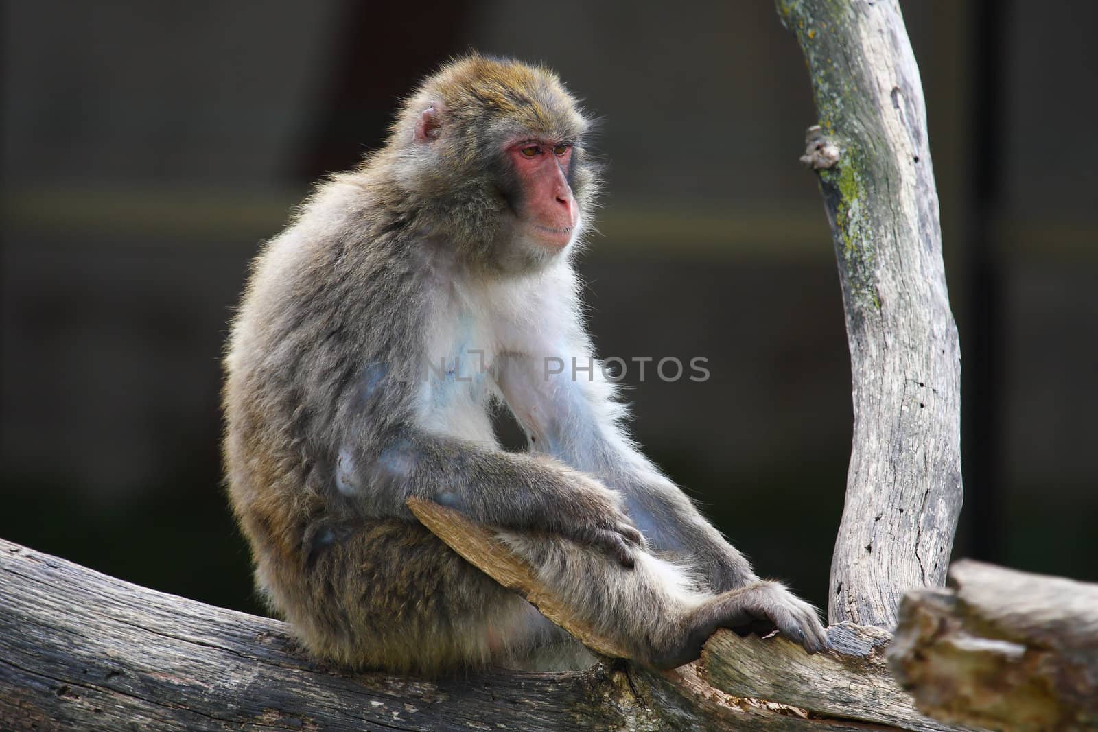 Macaque (Snow) Monkey's relaxing in their environment.