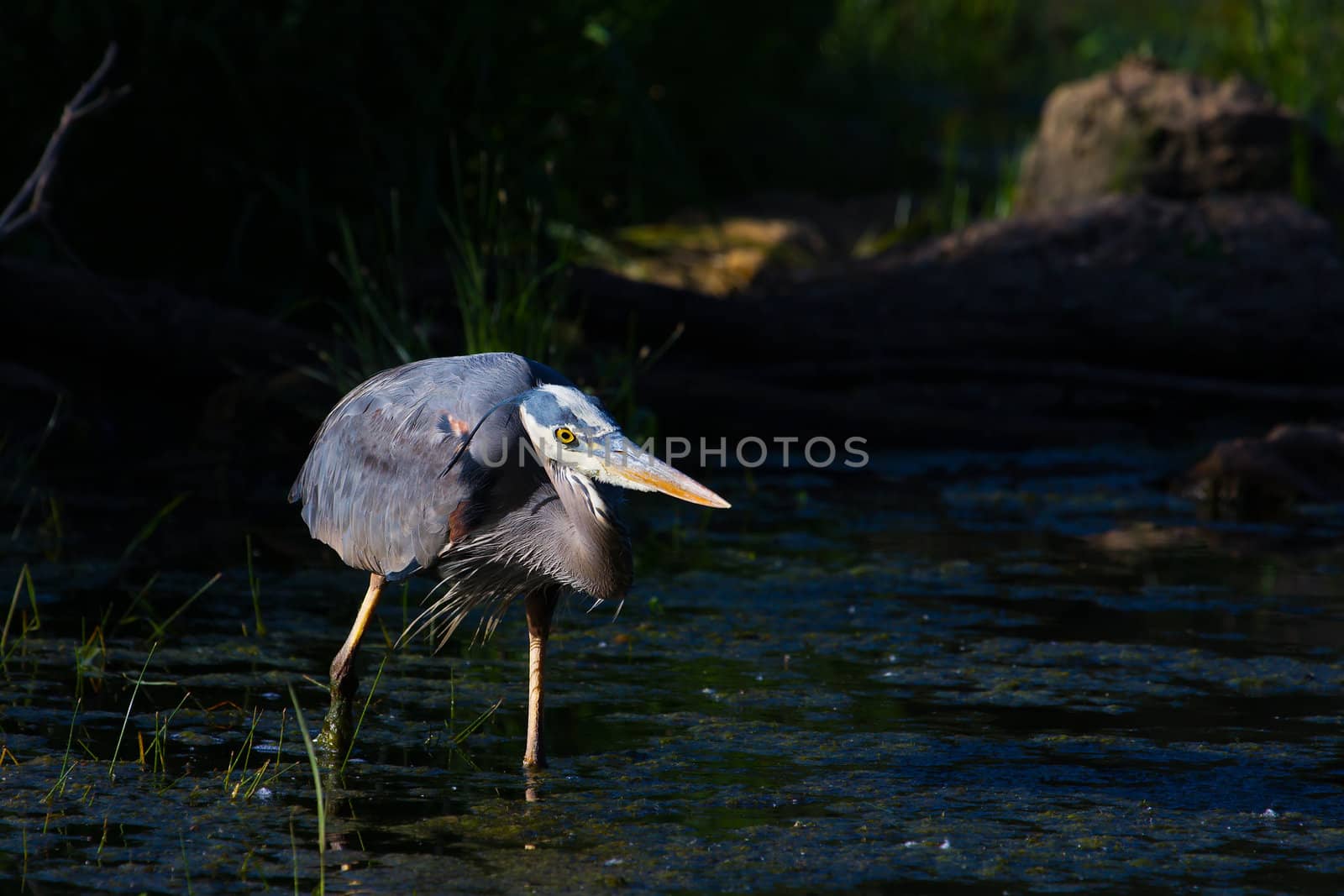 Great Blue Heron Fishing in the moring.