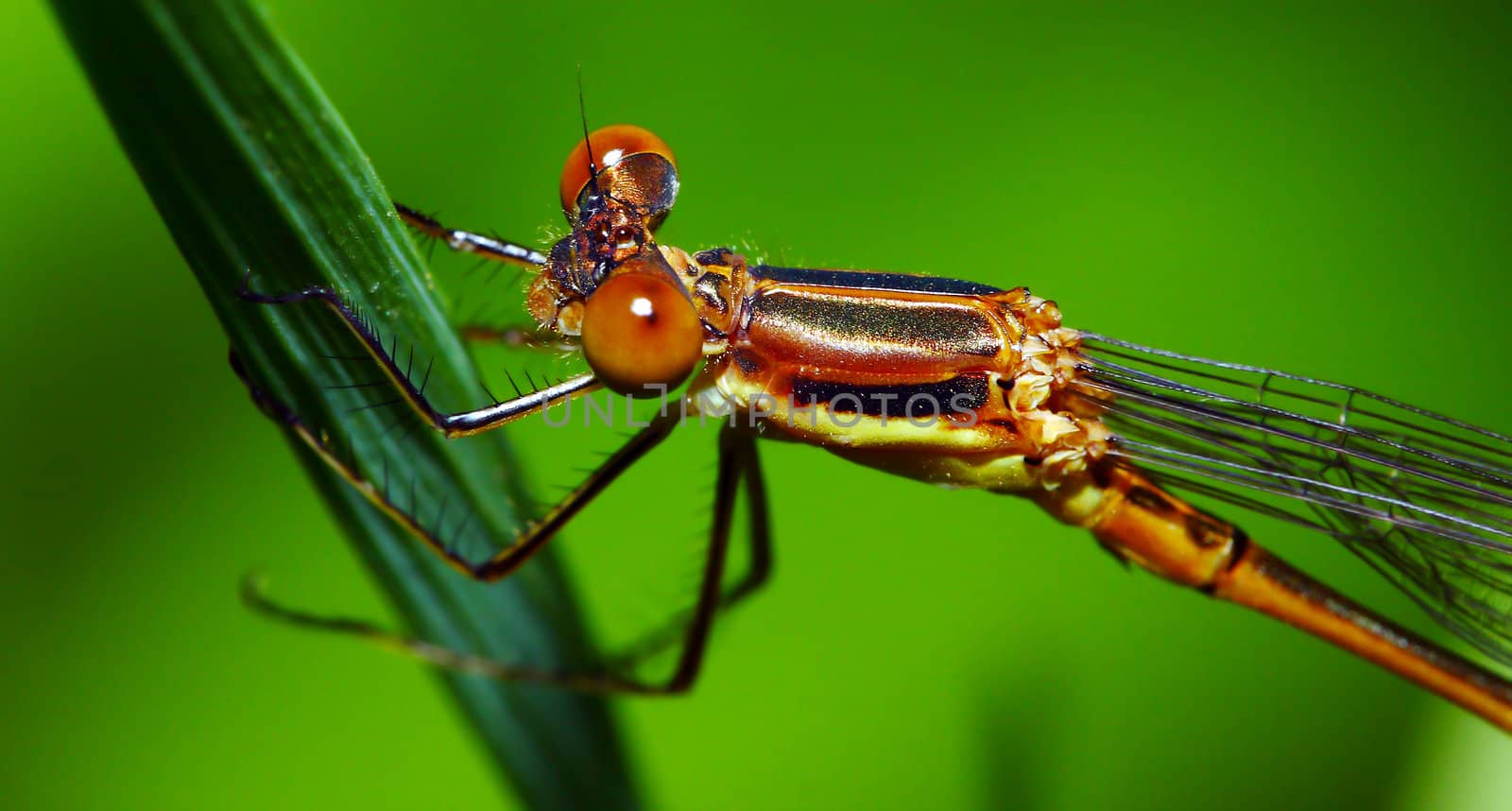 An orange Damselfly perched on a blade of grass.