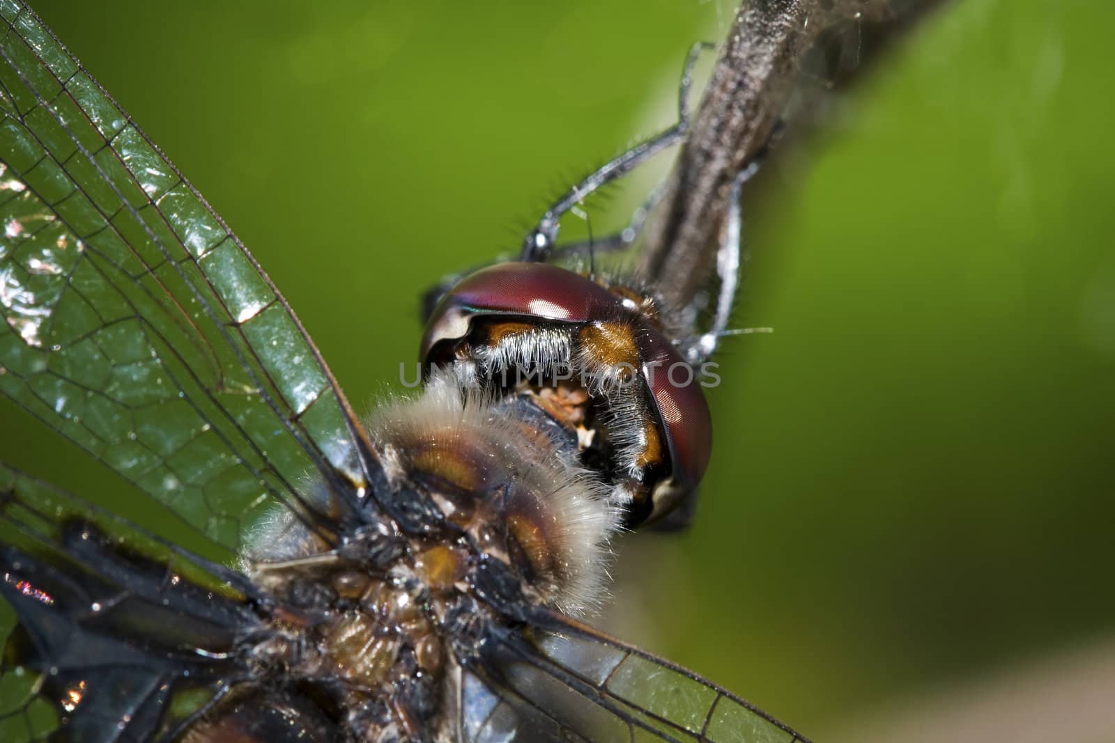 Close up of a common darter dragonfly