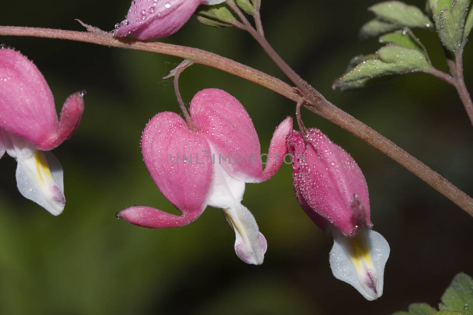 Just bloomed bleeding heart flowers in Spring garden 