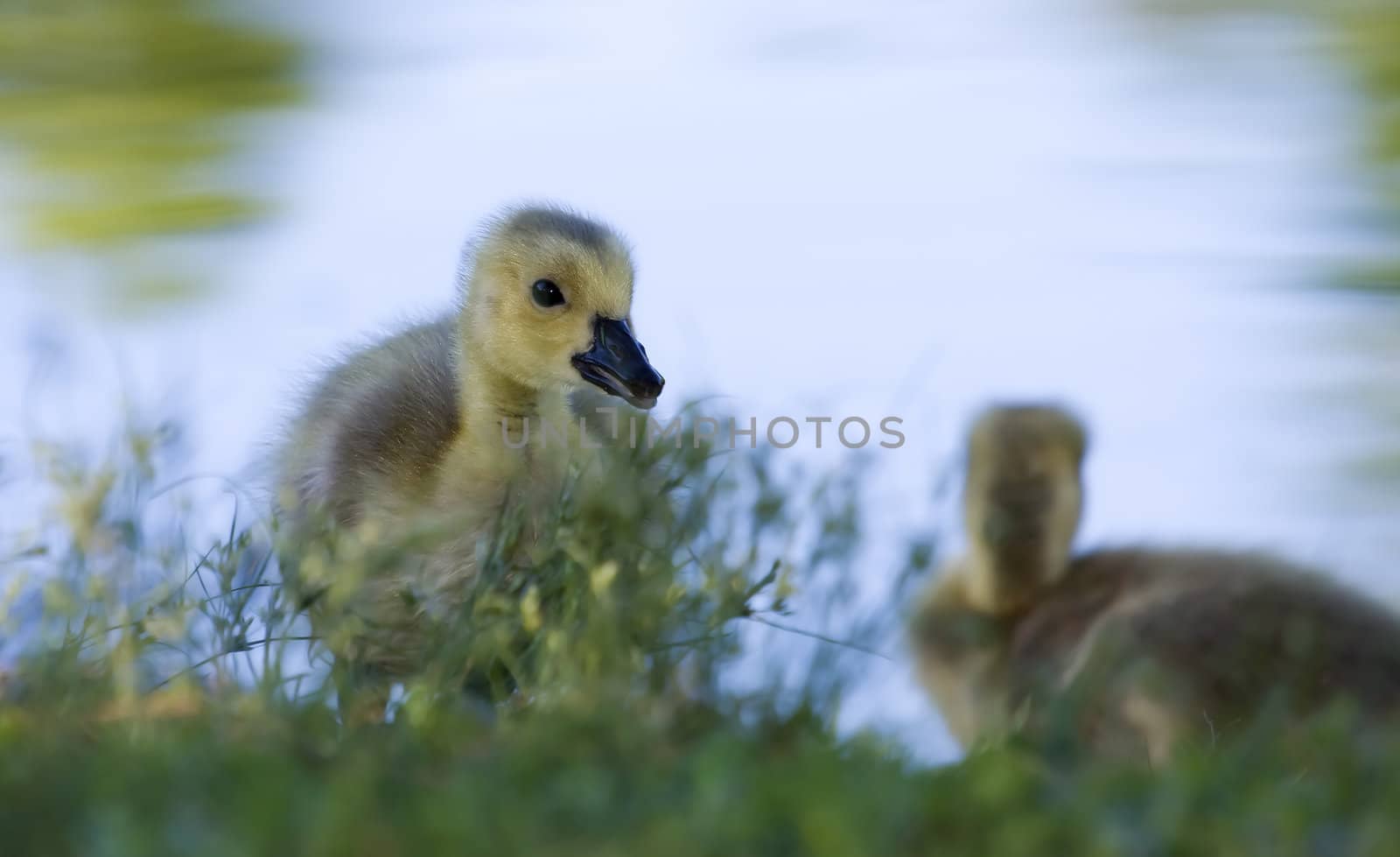 Portrait of a small gosling standing at the waters edge.