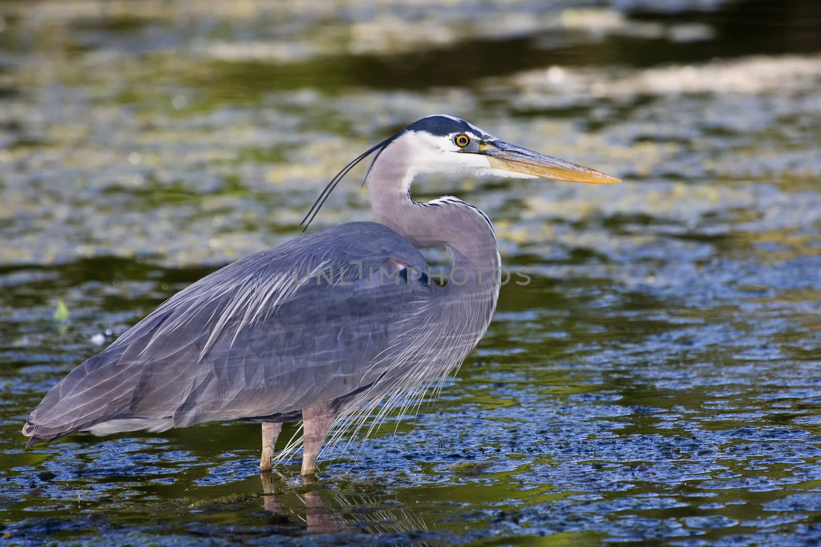 Great Blue Heron looking for food in the lake.