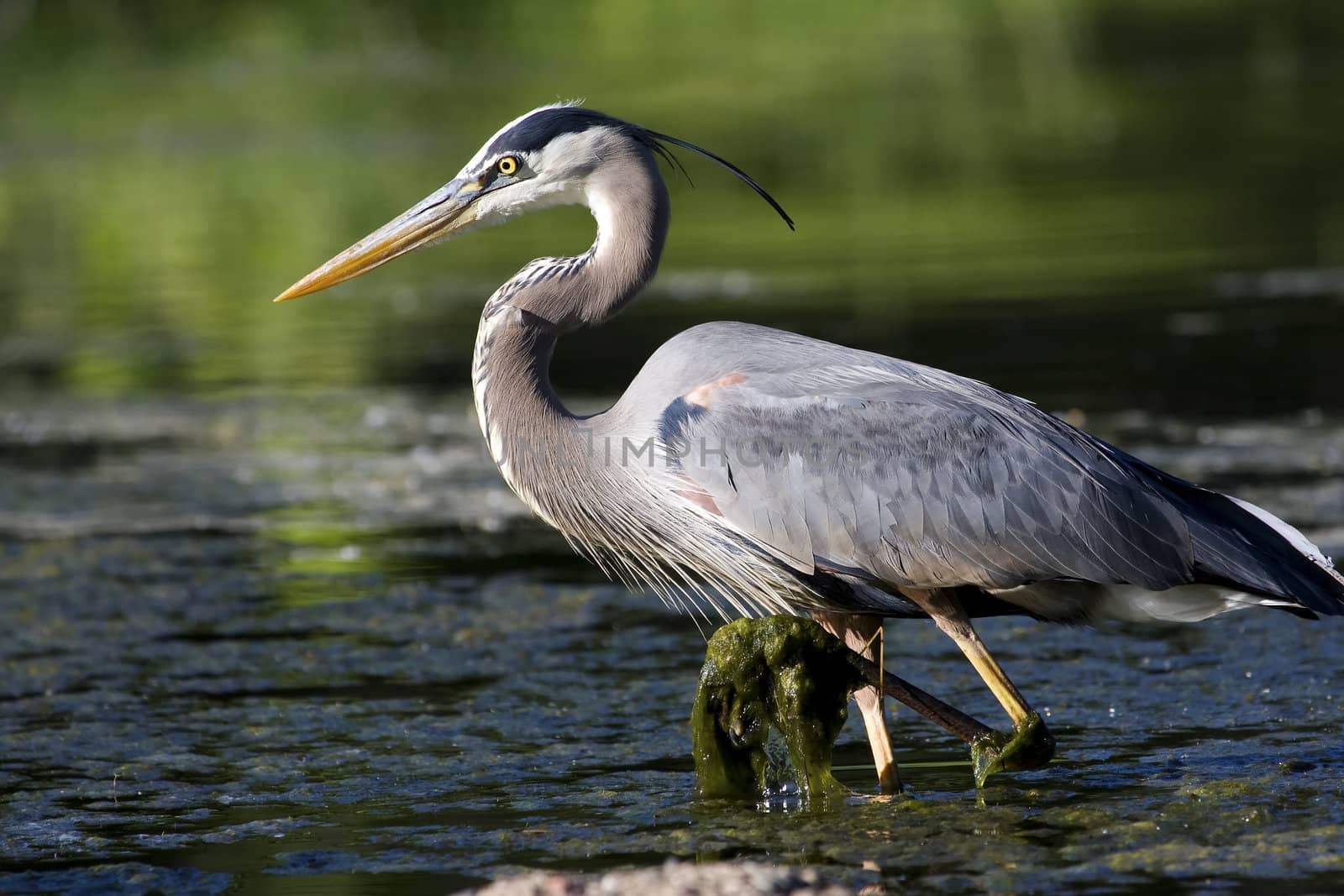 Great Blue Heron wading through the moss to find a meal.