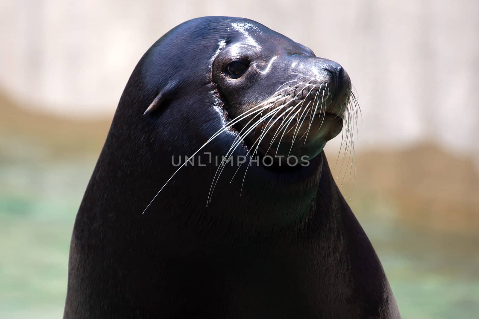 Seal posing for a photograph at the zoo.