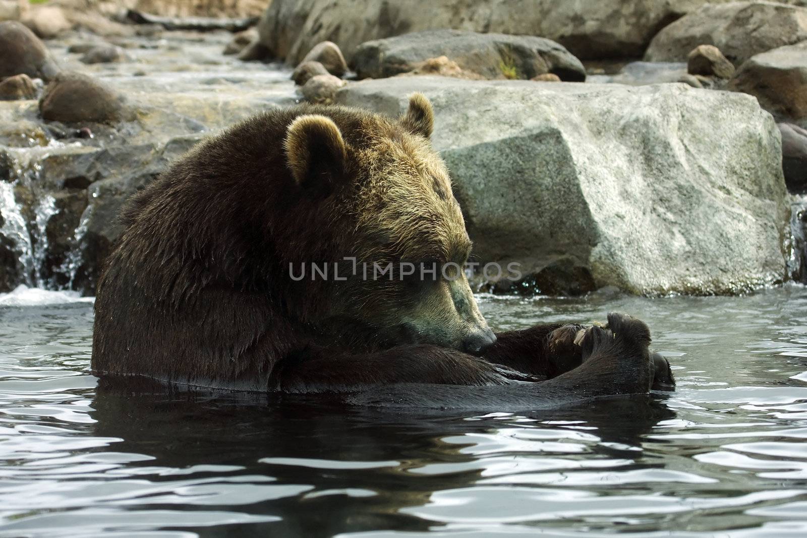 Brown Bear in the water at the local zoo.