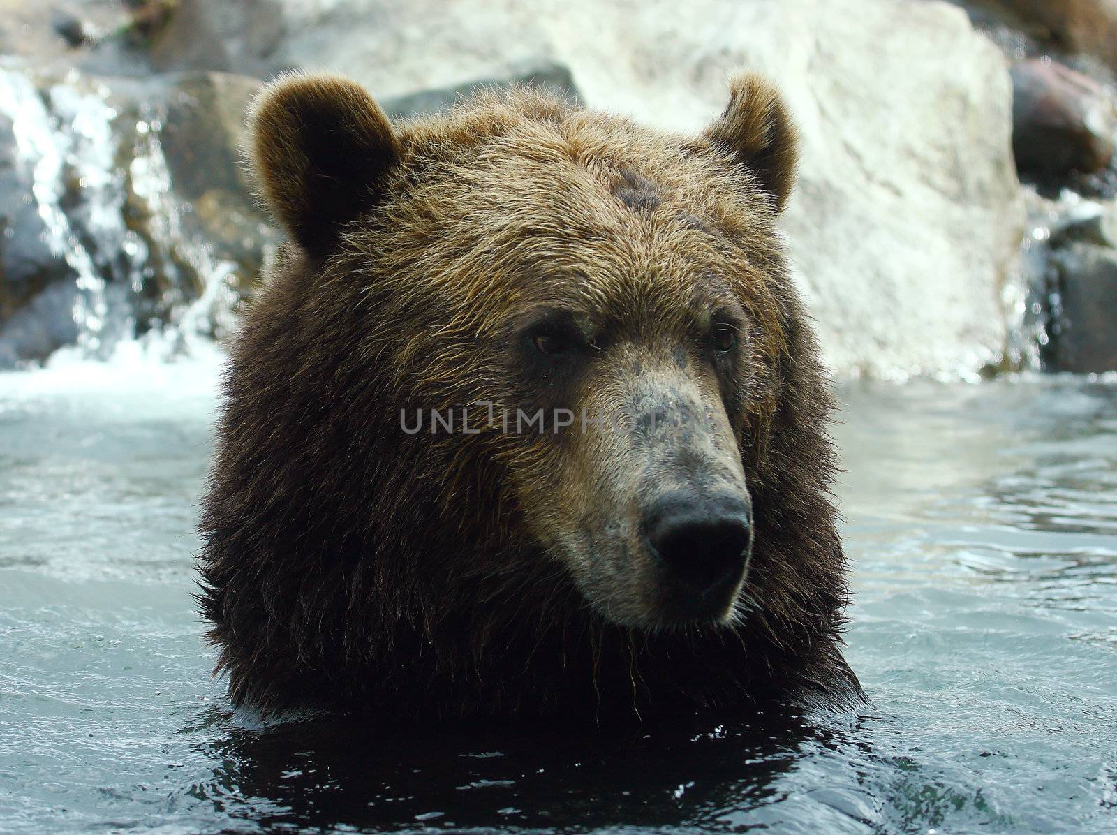 Portrait of a Brown Bear by Coffee999