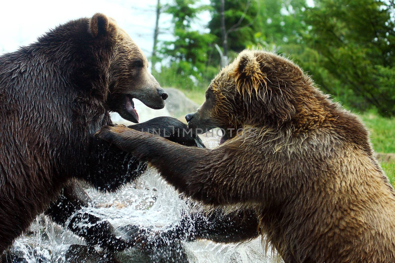 Grizzly (Brown) Bear Fight by Coffee999