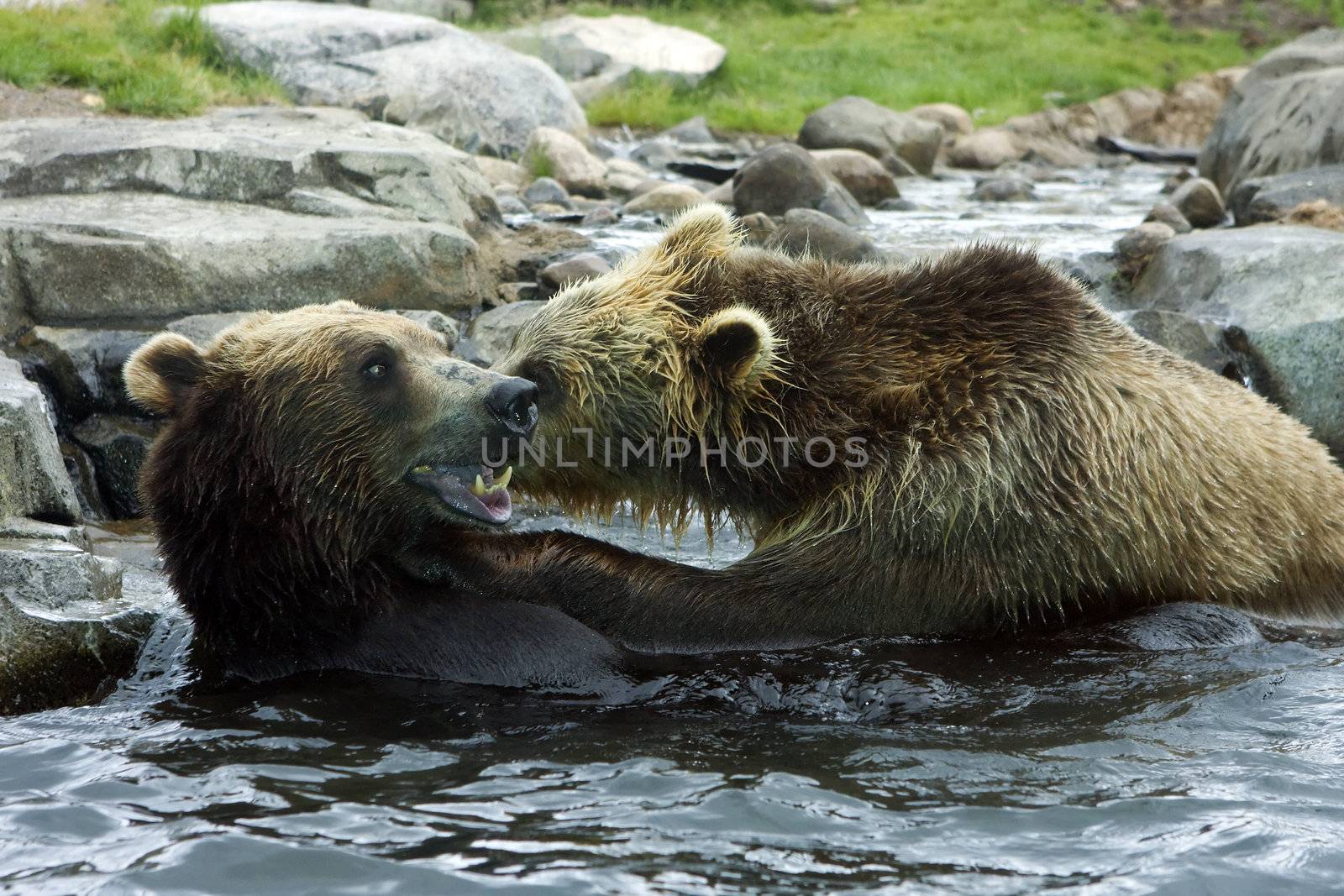 Grizzly Bears go at each other in a playful fight.