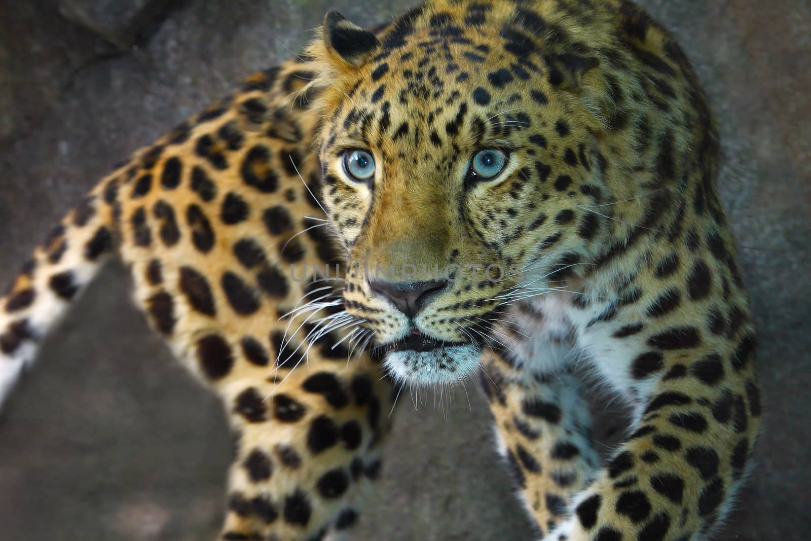 Amur Leopard on the prowl looking alert.