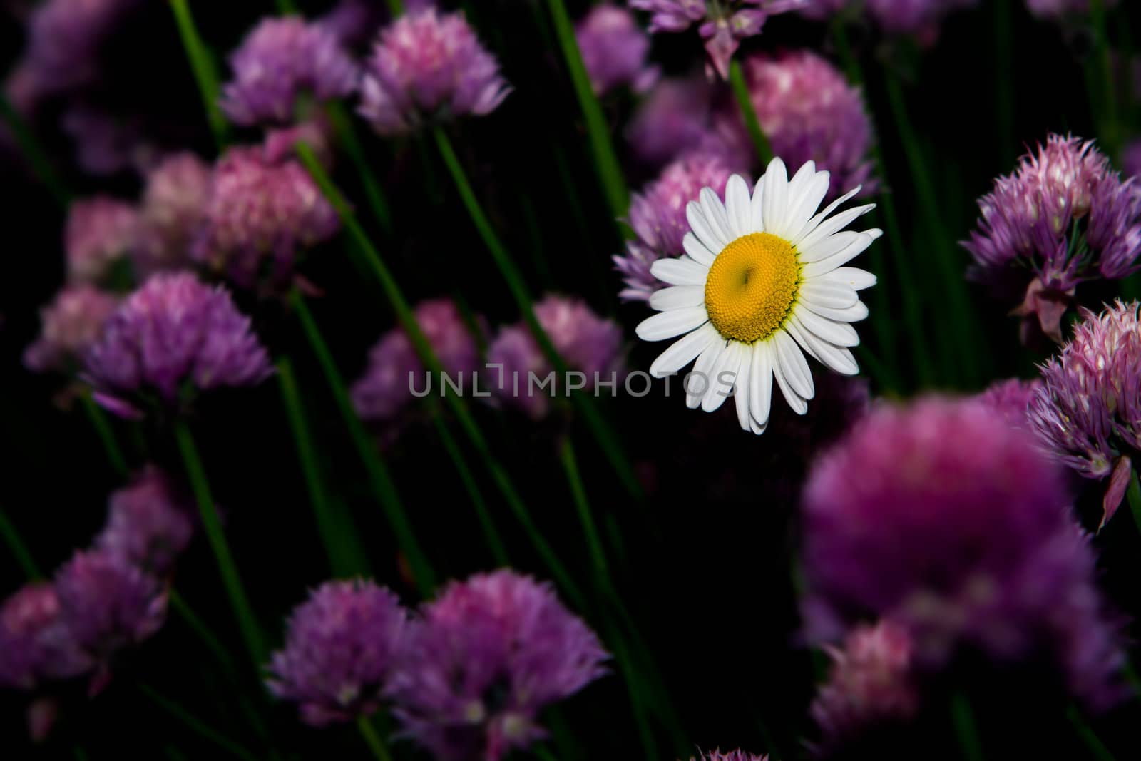 Daisy flower by Coffee999