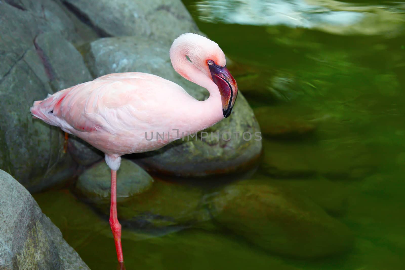 beautiful pink flamingo standing on one leg.