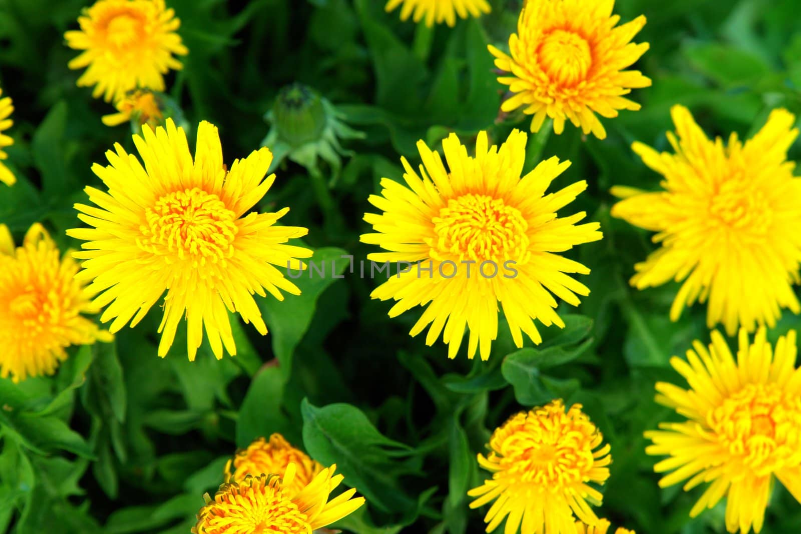 beautiful spring flowers on a sunny day