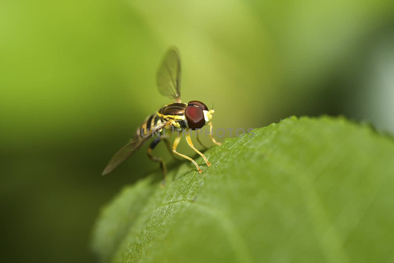 Hover fly by Coffee999