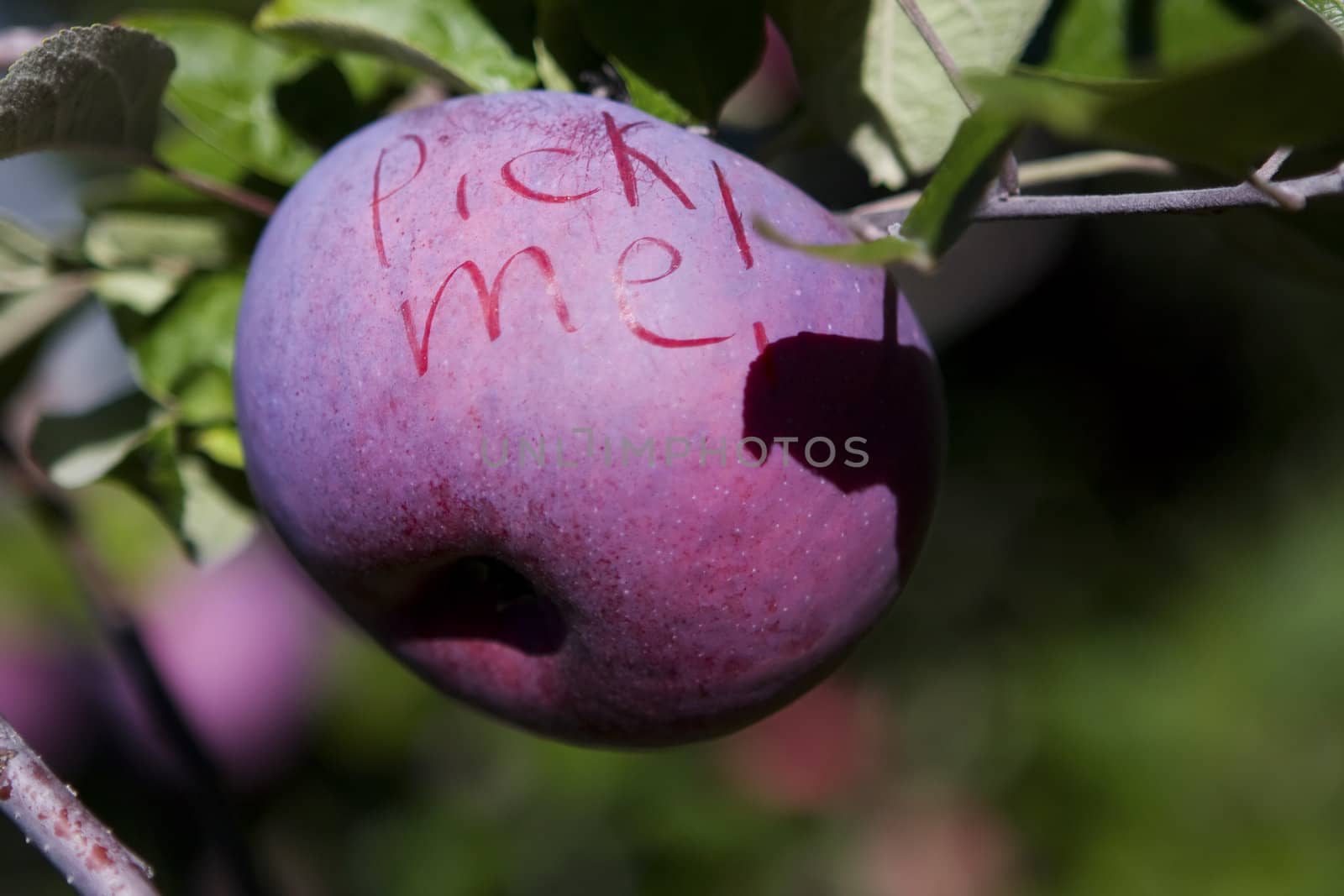 Pick Me apple ready to be picked hanging on the branch.