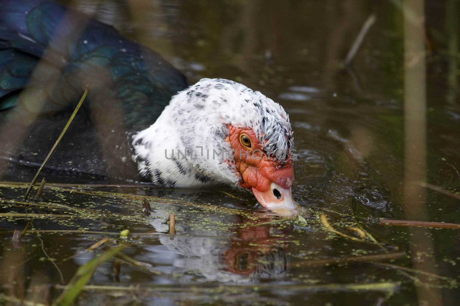 Close up shot of a female Muscovy Duck (Cairina moschata). 