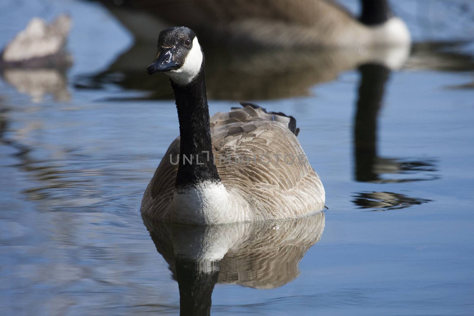 Canadian Goose swimming slowly around the local pond.