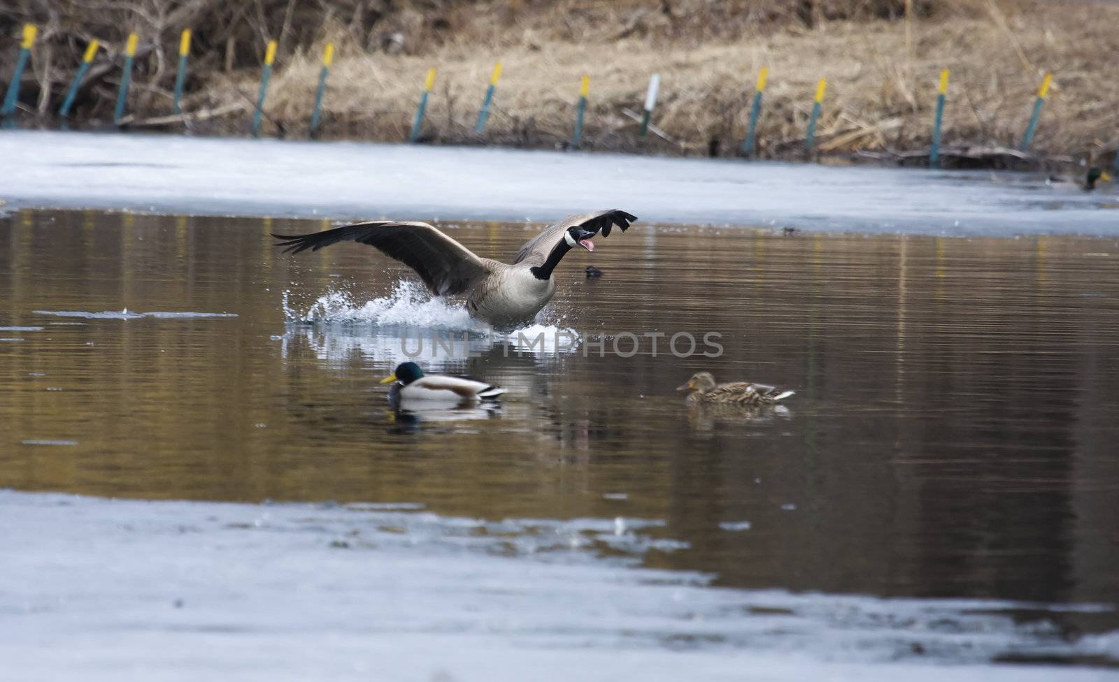 Canadian goose coming for a landing on water.