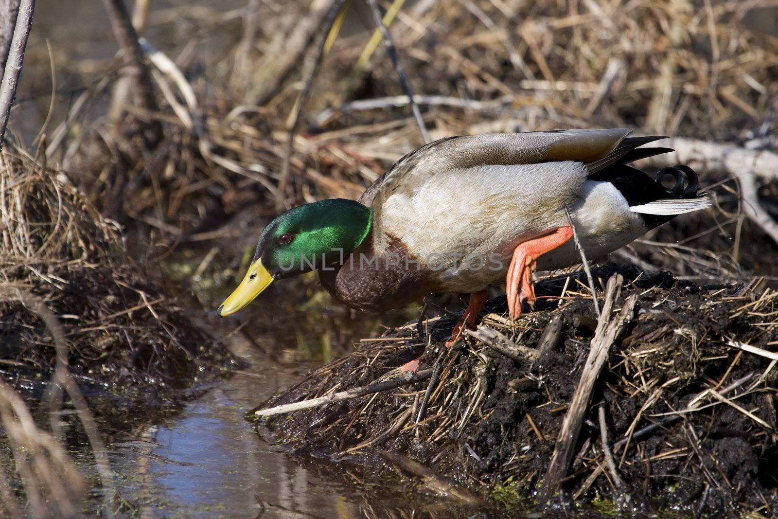 Mallard spending his time in a local swamp.