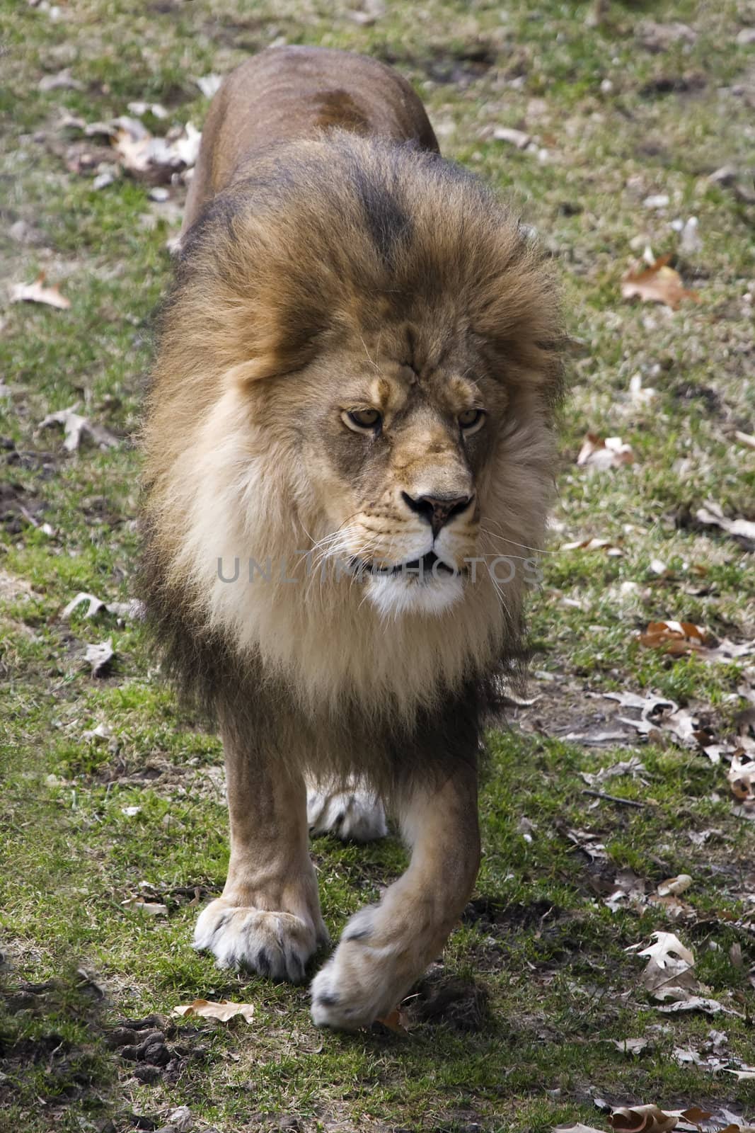 Male Lion by Coffee999