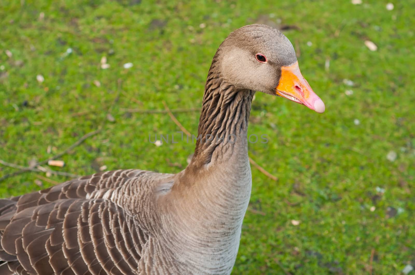 Gray goose on green grass, outdoor shoot