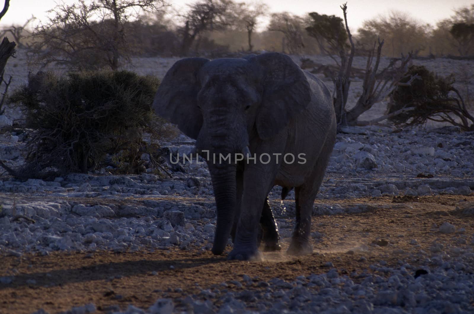 Adult elephant on the plain moving through the grass.